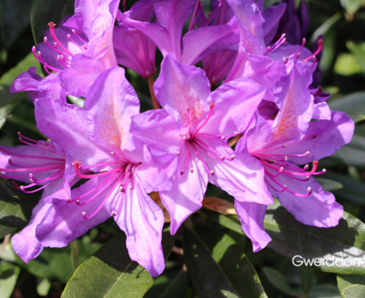 Rhododendron ponticum: Hanes ei gyflwyno a’i ymlediad yng Nghymru, y bygythiad i fioamrywiaeth a’r dyfodol